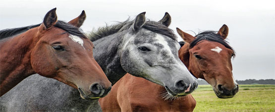 horses